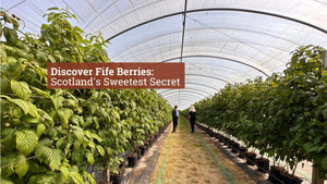 Discover Fife Berries: Scotland's Sweetest Secret - Tayport Distillery